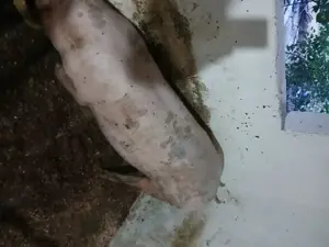 Vând porc Jud Constanța  - imagine 2