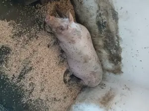 Vând porc Jud Constanța  - imagine 4