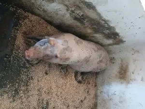 Vând porc Jud Constanța  - imagine 3