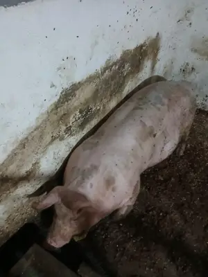 Vând porc Jud Constanța  - imagine 5