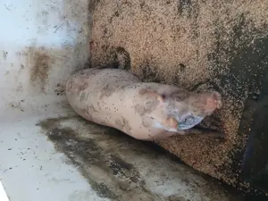 Vând porc Jud Constanța  - imagine 8