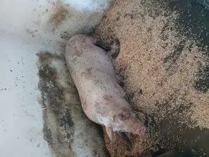 Vând porc Jud Constanța  - imagine 6