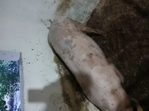 Vând porc Jud Constanța  - imagine 7