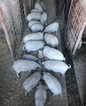 Mangalita de Vanzare Origine Alba