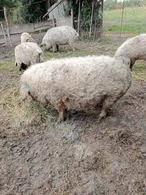 Mangalita de Vanzare Origine Alba - imagine 3