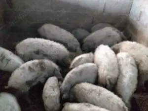 Mangalita de Vanzare Origine Alba - imagine 2