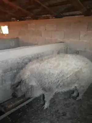 Mangalita de Vanzare Origine Alba - imagine 4