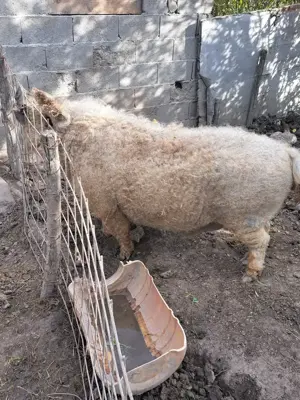 Mangalita de Vanzare Origine Alba - imagine 5