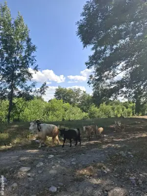 Vând capre  - imagine 2