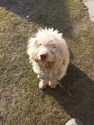 Lagotto romagnolo