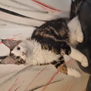 Maine coon cu pedigree - imagine 2