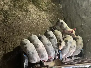 Porci Petrean de vanzare