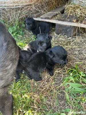 Donez catelusi urgent - imagine 2