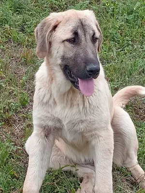 Câini crescuți la stână de vânzare  - imagine 3 Câini crescuți la stână de vânzare  - imagine 3