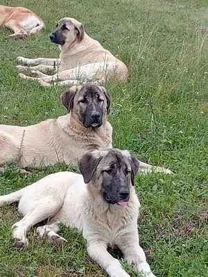 Câini crescuți la stână de vânzare  - imagine 4 Câini crescuți la stână de vânzare  - imagine 4