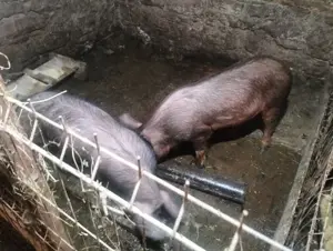 Porci de vanzare - imagine 2 Porci de vanzare - imagine 2