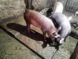 Porci de vanzare - imagine 4 Porci de vanzare - imagine 4