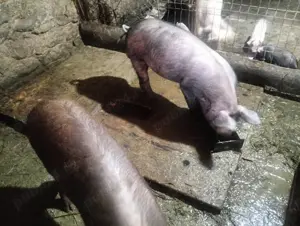 Porci de vanzare - imagine 3 Porci de vanzare - imagine 3