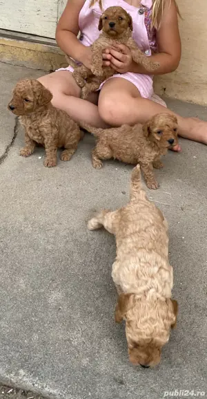 Catei pudel caniche - imagine 4