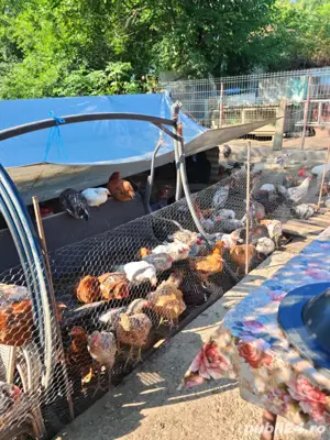 gaini si cocoși din martie 2025