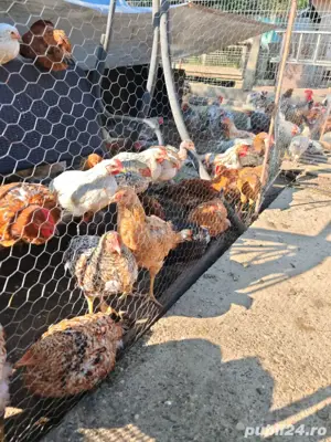 gaini si cocoși din martie 2025 - imagine 2