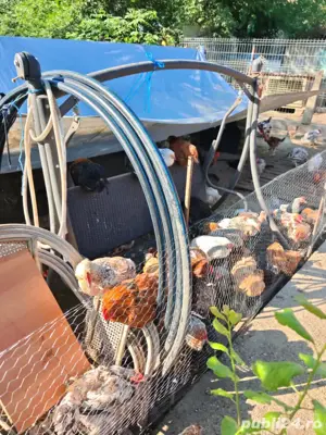 gaini si cocoși din martie 2025 - imagine 3