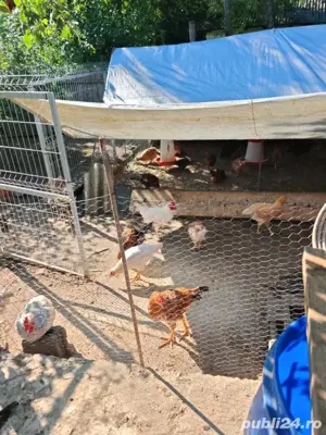 gaini si cocoși din martie 2025 - imagine 4