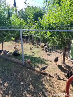 gaini si cocoși din martie 2025 - imagine 5