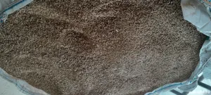 Orz recoltă 2025 - imagine 3