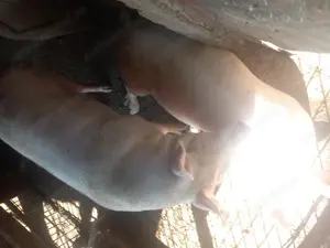 Porci de rasa Landrace și Pietrain