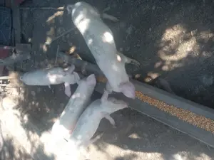 Porci de rasa Landrace și Pietrain - imagine 3