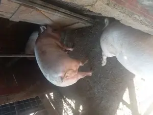 Porci de rasa Landrace și Pietrain - imagine 4