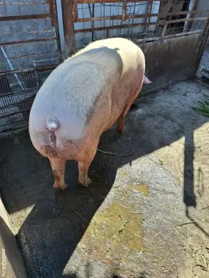 porc 400 kg