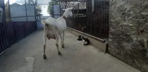 Capra Anglo Nubian Metis - imagine 3