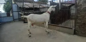 Capra Anglo Nubian Metis