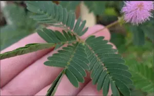 20 seminte Mimosa pudica (mimoza) - frunzele se misca la atingere - imagine 2