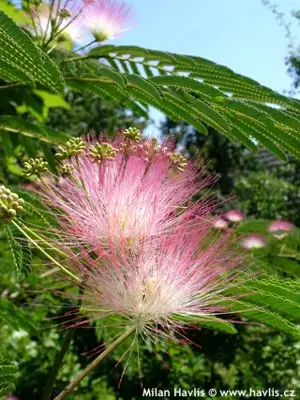 20 seminte Mimosa pudica (mimoza) - frunzele se misca la atingere