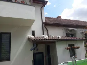 Porumbei  fauri albi și capaciti - imagine 5