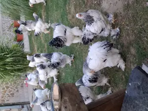 Puii rasa brahma alb negru vaccinați și deparazitați , inelați , de vârste diferite , prețul este în