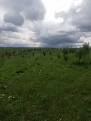 Vanzare teren cu livada 23,5ari Scheia, Trei Movile, Suceava - imagine 8