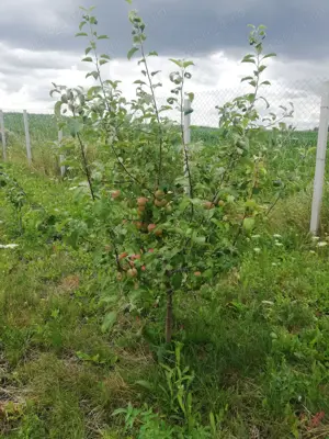 Vanzare teren cu livada 23,5ari Scheia, Trei Movile, Suceava - imagine 7