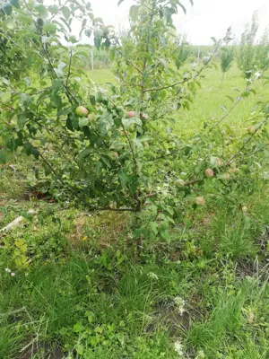 Vanzare teren cu livada 23,5ari Scheia, Trei Movile, Suceava - imagine 6