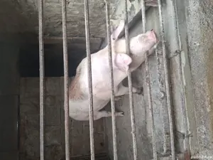 porc de vânzare