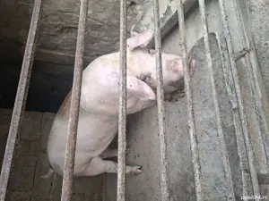 porc de vânzare  - imagine 2 porc de vânzare  - imagine 2