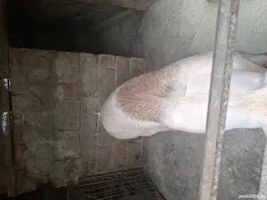 porc de vânzare  - imagine 3 porc de vânzare  - imagine 3