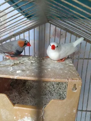 Schimb zebre australiene