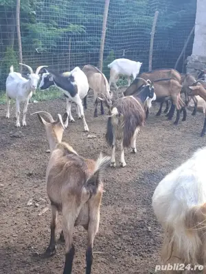 Vând capre cu iezi - imagine 5 Vând capre cu iezi - imagine 5