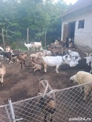 Vând capre cu iezi - imagine 4 Vând capre cu iezi - imagine 4