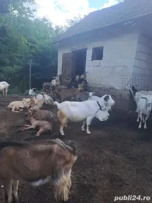 Vând capre cu iezi - imagine 2 Vând capre cu iezi - imagine 2