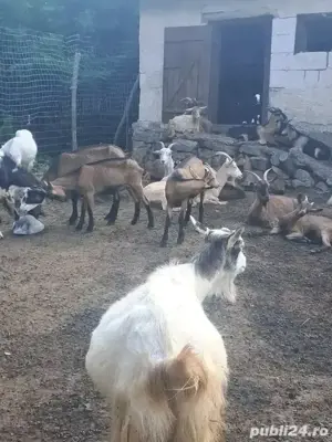 Vând capre cu iezi